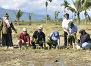 150 Hektar Sawah Saba Hodang Huraba Dipastikan Gagal Panen