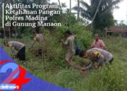 Program Ketahanan Pangan Polres Madina Di Gunung Manaon