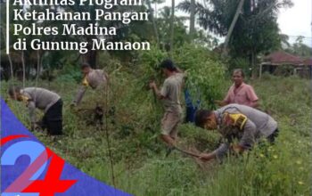 Ketahanan Pangan Polres Madina di Gunung Manaon