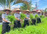 Dukung Program Ketahanan Pangan. Lapas Kls IIA Labuhan Ruku Panen Sayur Kangkung.