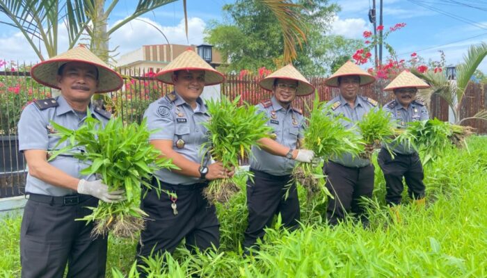 Dukung Program Ketahanan Pangan. Lapas Kls IIA Labuhan Ruku Panen Sayur Kangkung.