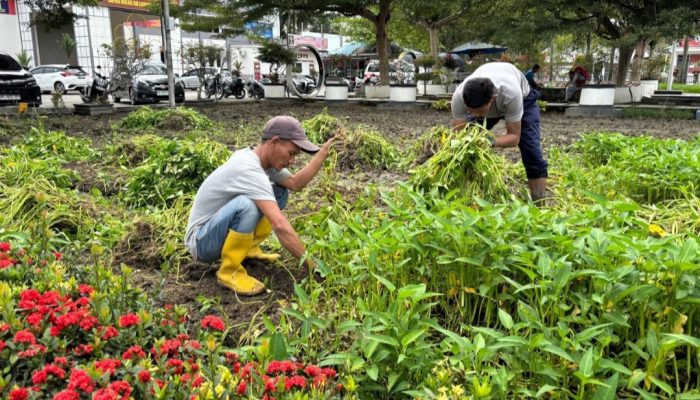 Lapas Kelas IIA Labuhan Ruku Panen Raya Sayur Kangkung 180 Kg.