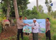Polres Madina Berkurban 24 Ekor Sapi dan 3 Kambing Pada Idul Adha 1446 Hijriah
