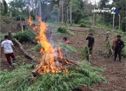 Polres Madina Temukan Ladang Ganja 6 Hektare di Tor Shite Dibantu Kamera Drone