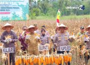 Polres Madina Ikuti Panen Raya Jagung Kuartal 2 Serentak Bersama Presiden dan Kapolri