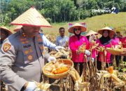 Hasil Panen Raya Jagung Kuartal II Binaan Polres Madina di Purba Baru 10 Ton per Ha