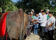 Bupati Madina Serahkan Sapi Kurban Seberat 896 Kg Milik Presiden Ke Warga