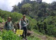 Antisipasi Kerusakan Hutan, Taman Nasional Batang Gadis Rutin Lakukan Pengawasan dan Pemusnahan Tanaman Ilegal