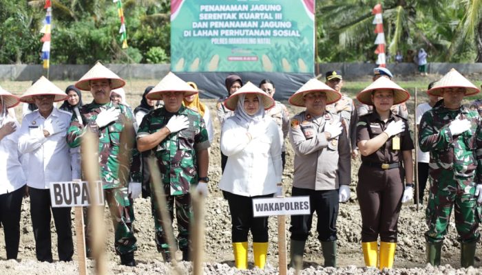 Wabup Madina Dorong Inovasi Pertanian Modern melalui Budidaya Jagung