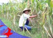 Reforma Agraria Lahirkan Regenerasi dan Kreativitas Petani Muda di Desa Soso