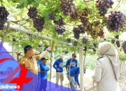 Warga Duyu Panen Rupiah dari Kebun Anggur Pascabencana