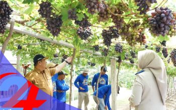 GTRA Palu Cetak Kesuksesan: Sentra Agrowisata Anggur Tumbuh dari Tanah Terdampak Bencana