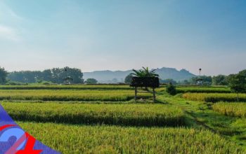 Dukung Asta Cita Prabowo, Menteri ATR/BPN Perketat Alih Fungsi Lahan Sawah