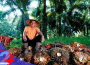 Jaga Stabilitas Tata Niaga Sawit, PTPN IV PalmCo Borong 1 Juta Ton TBS Petani