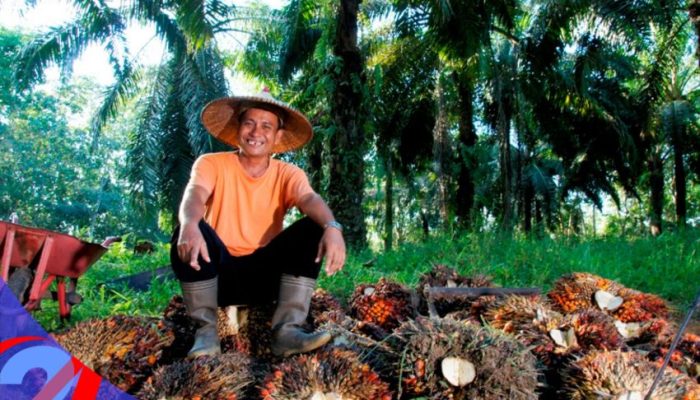Jaga Stabilitas Tata Niaga Sawit, PTPN IV PalmCo Borong 1 Juta Ton TBS Petani
