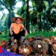 Jaga Stabilitas Tata Niaga Sawit, PTPN IV PalmCo Borong 1 Juta Ton TBS Petani