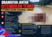 Orangutan Jantan Ditemukan Tewas Mengapung di Sungai Batang Serangan Langkat