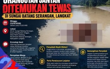 Orangutan Jantan Ditemukan Tewas Mengapung di Sungai Batang Serangan Langkat