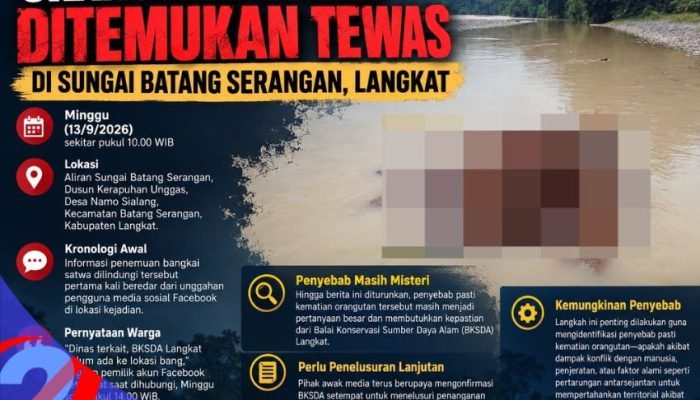 Orangutan Jantan Ditemukan Tewas Mengapung di Sungai Batang Serangan Langkat