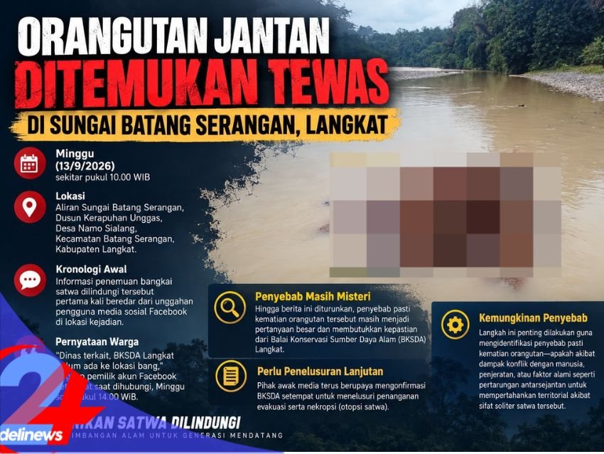 Orangutan Jantan Ditemukan Tewas Mengapung di Sungai Batang Serangan Langkat