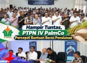 Hampir 100 Persen, PTPN IV PalmCo Salurkan Rp579 Miliar Kompensasi Lumpsum Beras Purnakarya