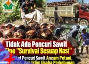 Bukan Soal Sesuap Nasi: Aksi Pencurian TBS Sawit Terorganisir Makin Meresahkan Pekerja dan Petani