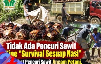 Bukan Soal Sesuap Nasi: Aksi Pencurian TBS Sawit Terorganisir Makin Meresahkan Pekerja dan Petani