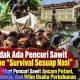 Bukan Soal Sesuap Nasi: Aksi Pencurian TBS Sawit Terorganisir Makin Meresahkan Pekerja dan Petani
