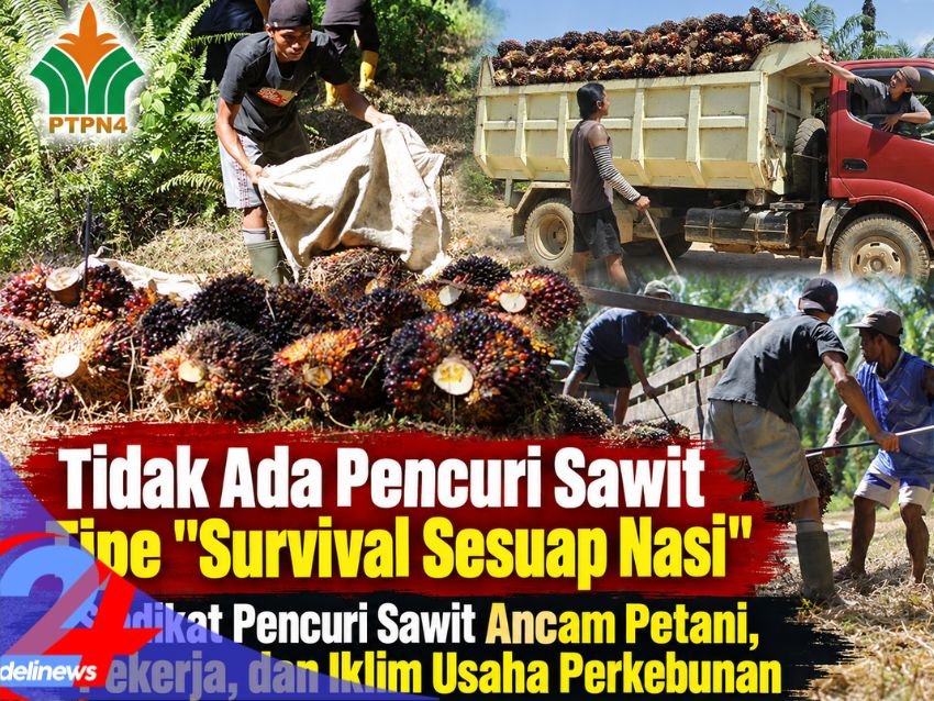 Bukan Soal Sesuap Nasi: Aksi Pencurian TBS Sawit Terorganisir Makin Meresahkan Pekerja dan Petani