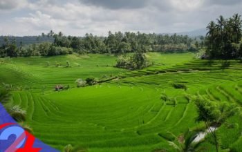 Lampaui Target RPJMN 2029, Perlindungan Lahan Pertanian Pangan Berkelanjutan Kini Tembus 87,63 Persen