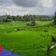 Lampaui Target RPJMN 2029, Perlindungan Lahan Pertanian Pangan Berkelanjutan Kini Tembus 87,63 Persen