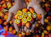 PTPN IV PalmCo Akselerasi Sertifikasi Keberlanjutan, Premium Price Tumbuh Pesat