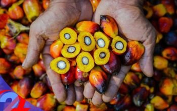 PTPN IV PalmCo Akselerasi Sertifikasi Keberlanjutan, Premium Price Tumbuh Pesat