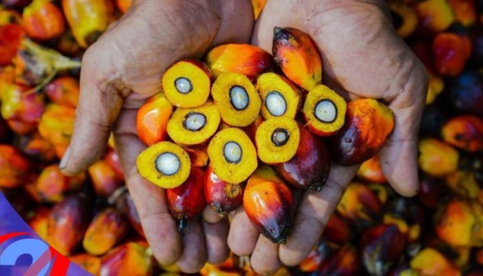 PTPN IV PalmCo Akselerasi Sertifikasi Keberlanjutan, Premium Price Tumbuh Pesat